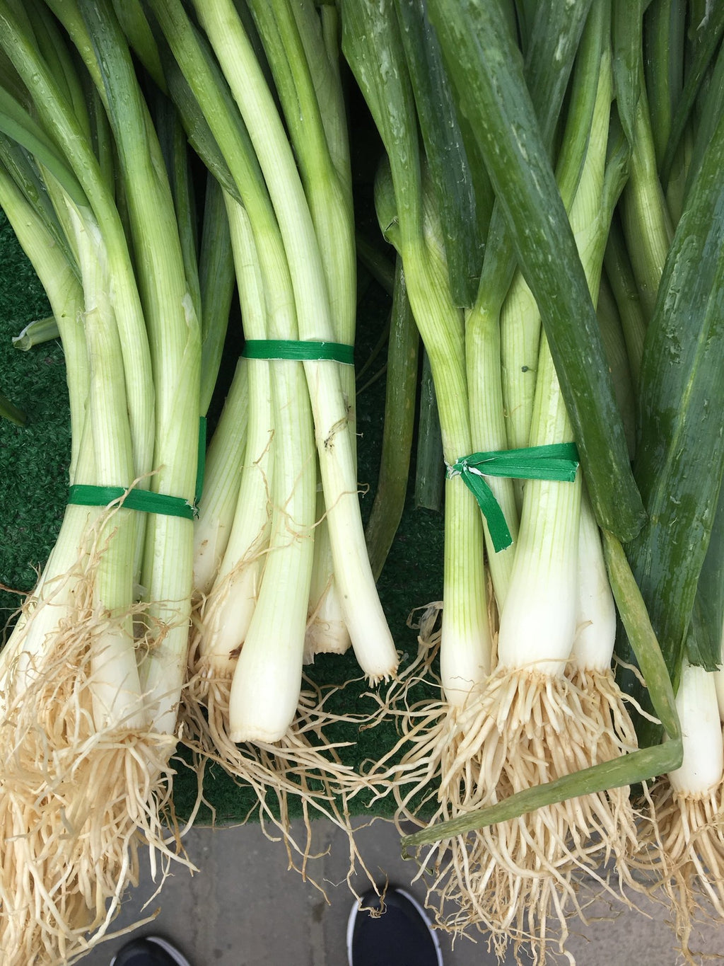 Fresh pulled onions and green onions with roots and tops still on