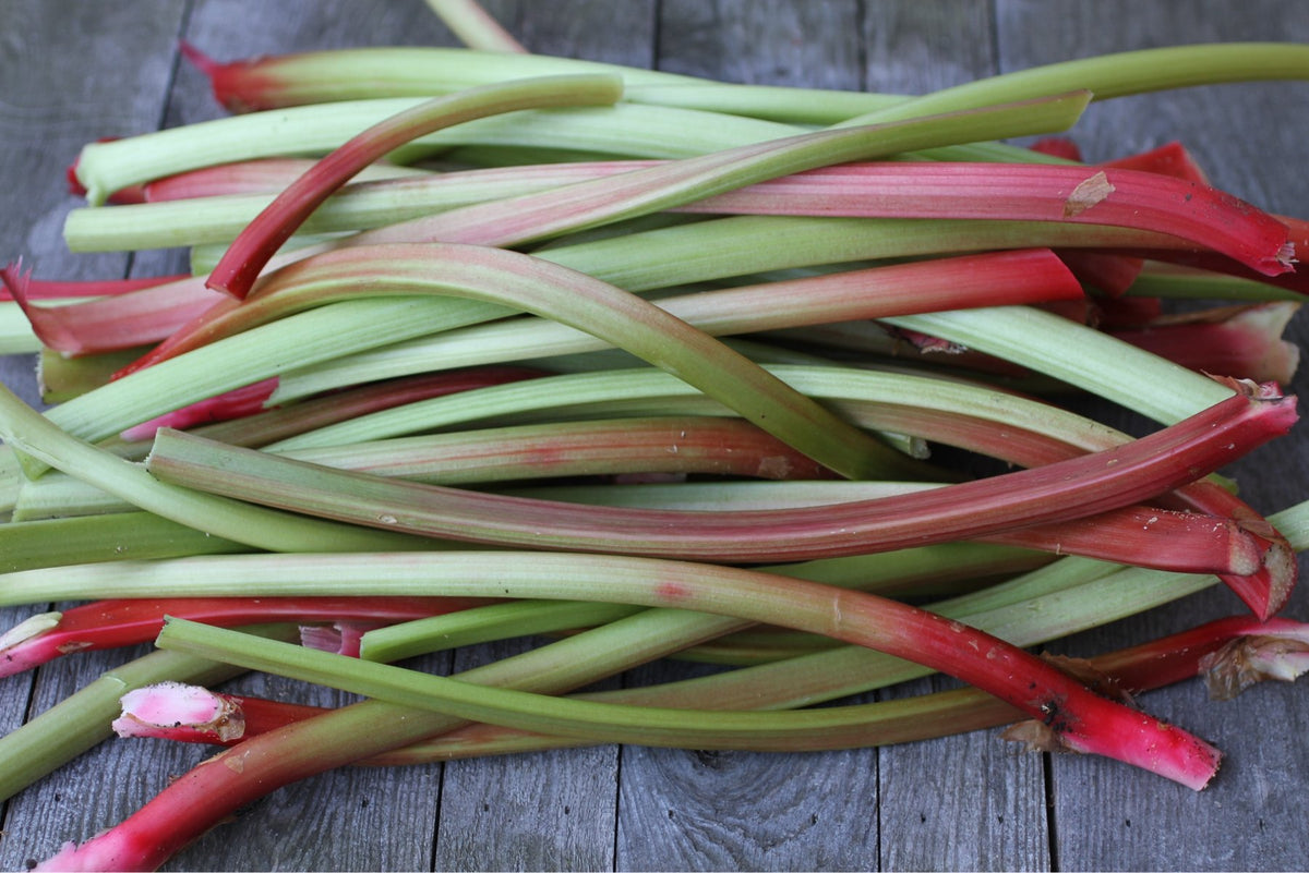 Red rhubarb stalks cut fresh at Buckeye FarmZ