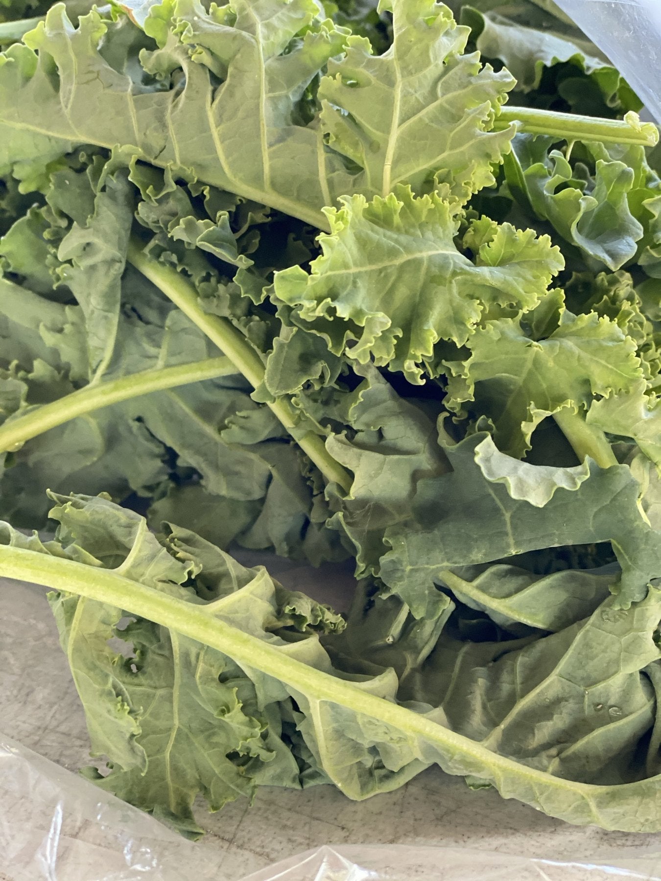 Fresh-cut curly kale bagged for the Buckeye FarmZ market stand