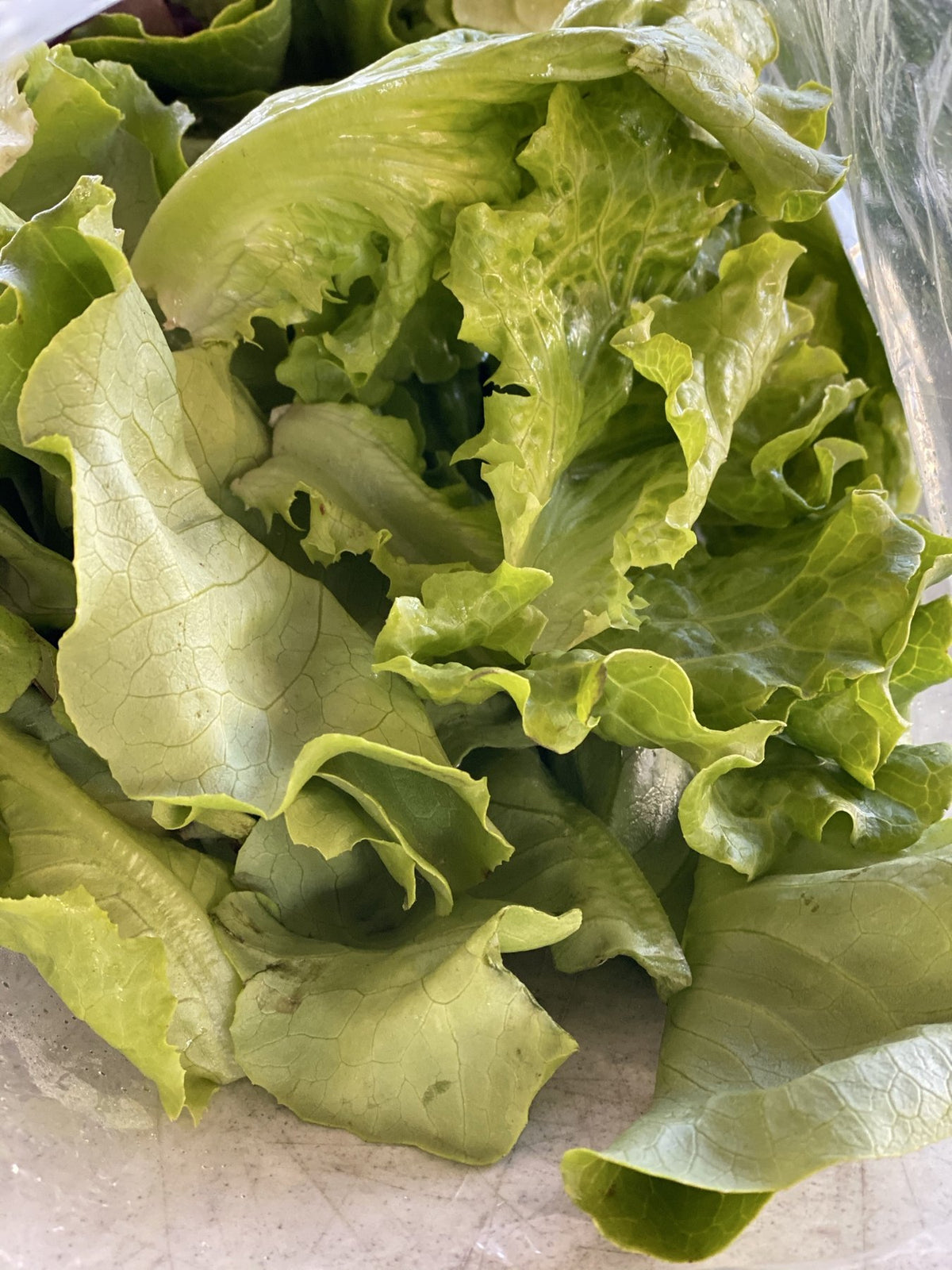 A bag of leafy farm greens cut fresh at Buckeye FarmZ