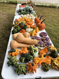 Winter squash, pie pumpkins and ornamental gourds at the Buckeye FarmZ fall market stand