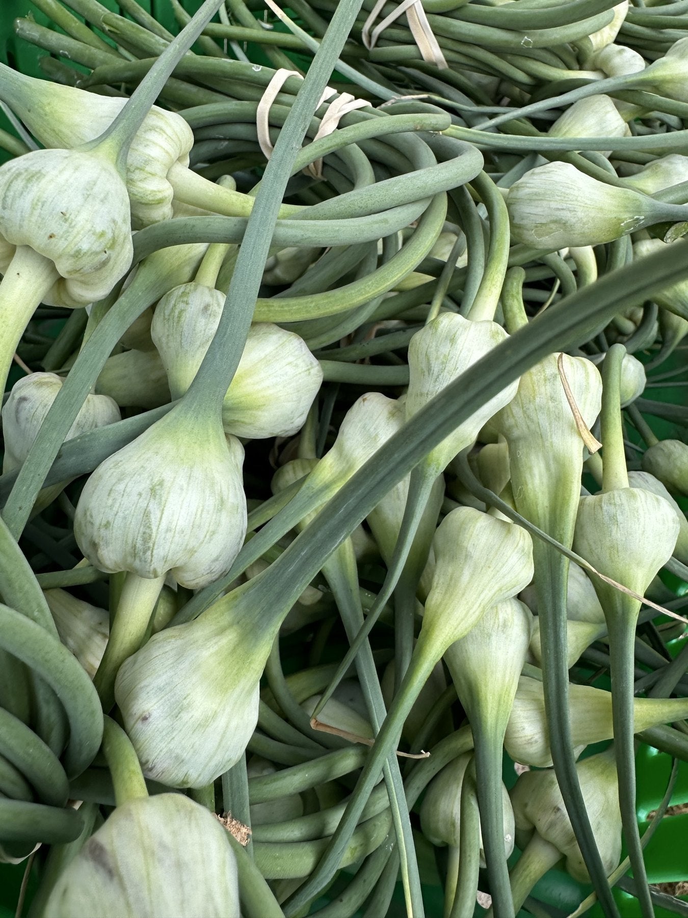 Cured hardneck garlic bulbs grown at Buckeye FarmZ