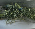 Curled garlic scapes snapped from the hardneck garlic at Buckeye FarmZ