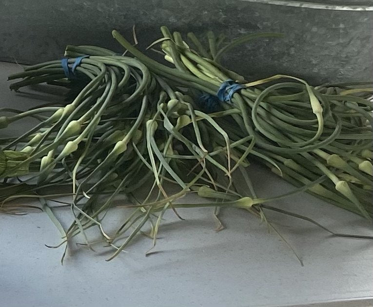 Curled garlic scapes snapped from the hardneck garlic at Buckeye FarmZ