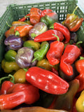Sweet and hot peppers in every color, grown at Buckeye FarmZ in Salem, Missouri