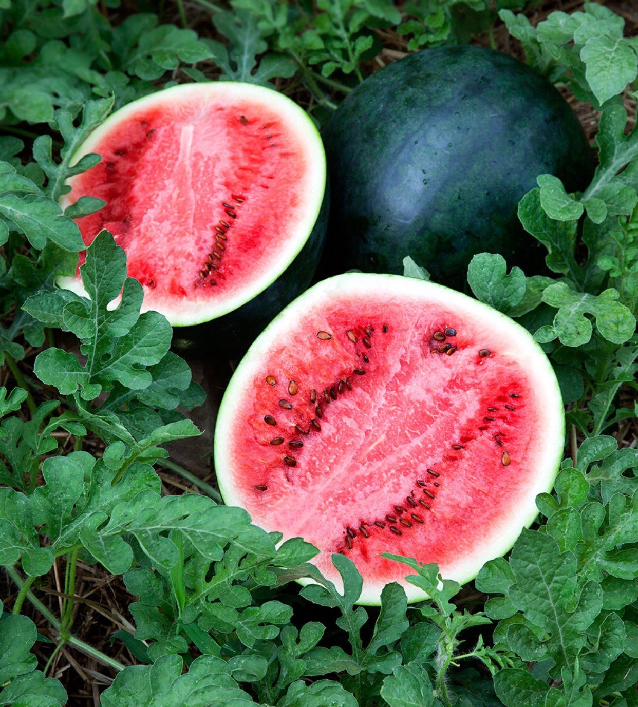 Vine-ripened watermelons at the Buckeye FarmZ market stand