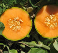 Ripe cantaloupe picked at full slip from the Buckeye FarmZ patch