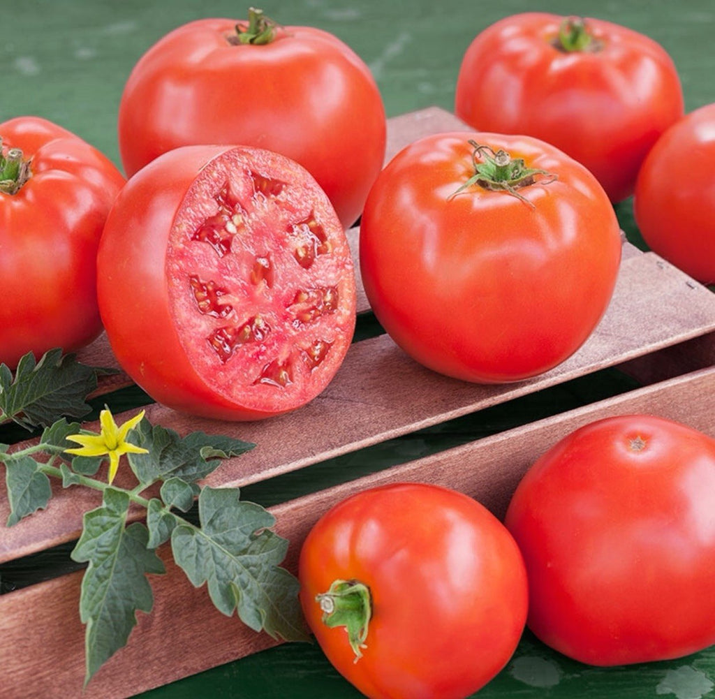 Ripe field tomatoes ready to be picked by the bushel for canning at Buckeye FarmZ
