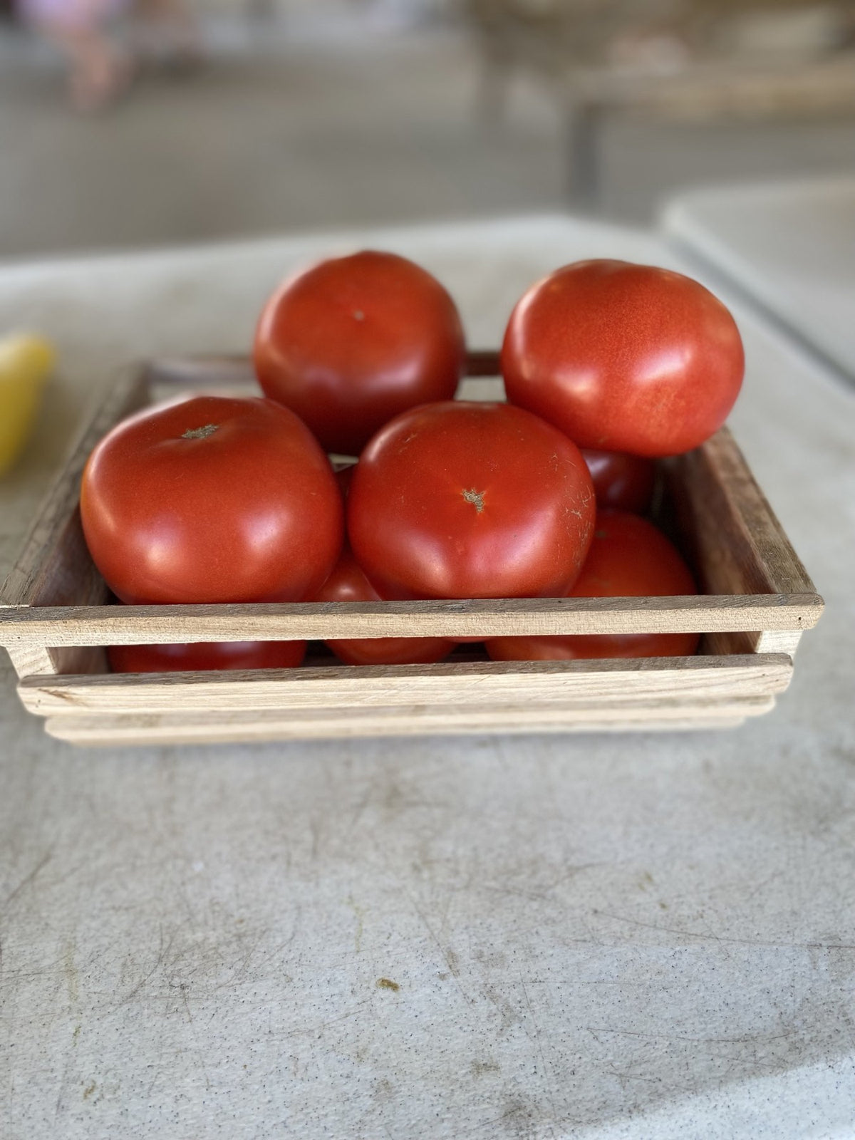 Ripe field tomatoes ready to be picked by the bushel for canning at Buckeye FarmZ