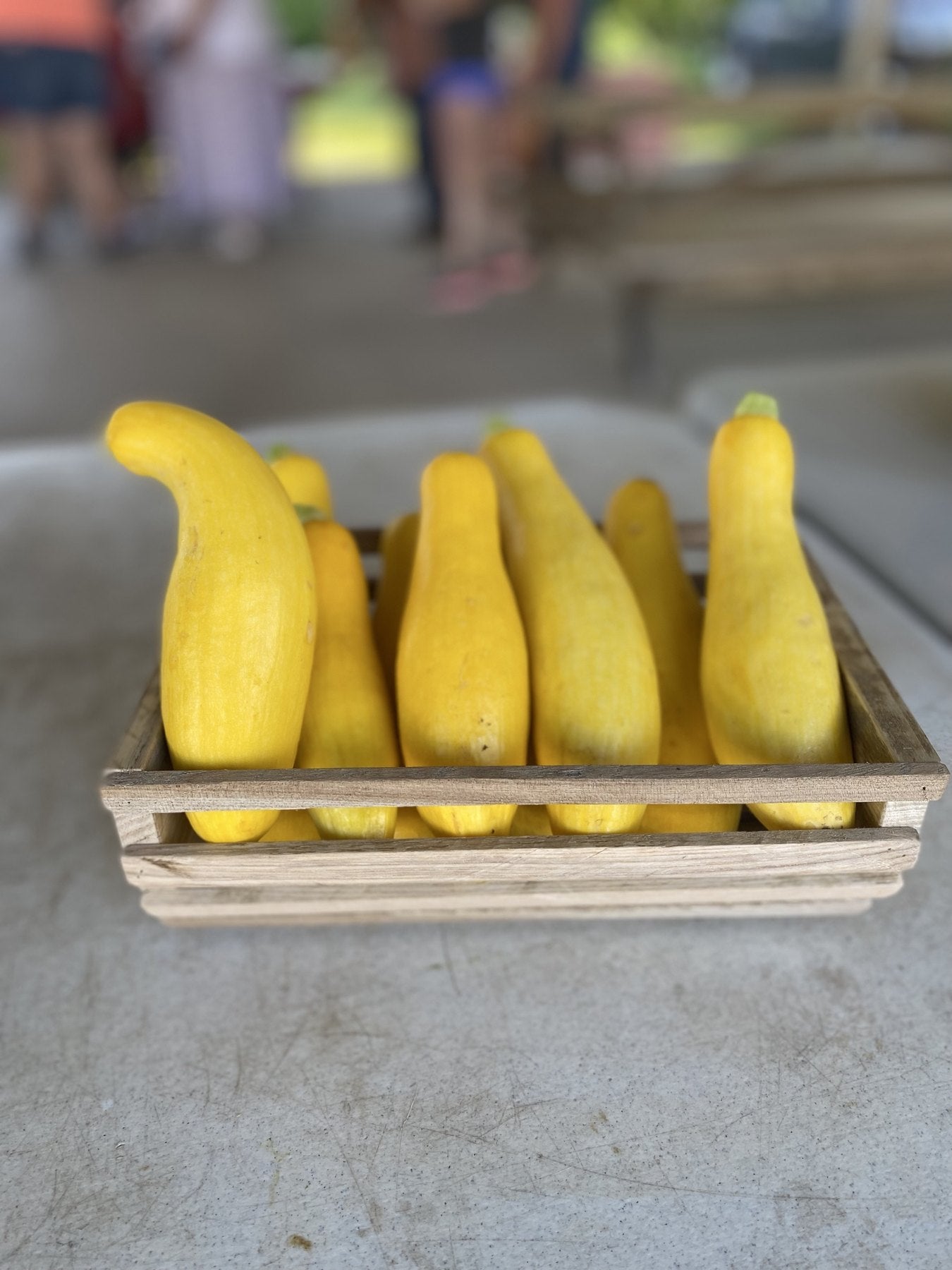 Fresh yellow summer squash on the Buckeye FarmZ market table