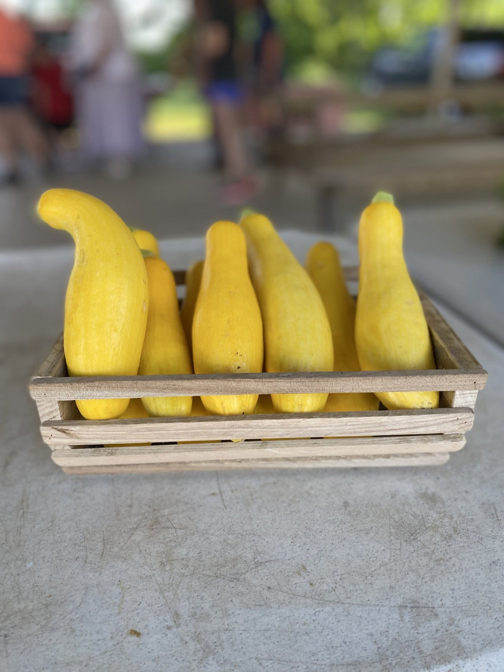 Fresh yellow summer squash on the Buckeye FarmZ market table