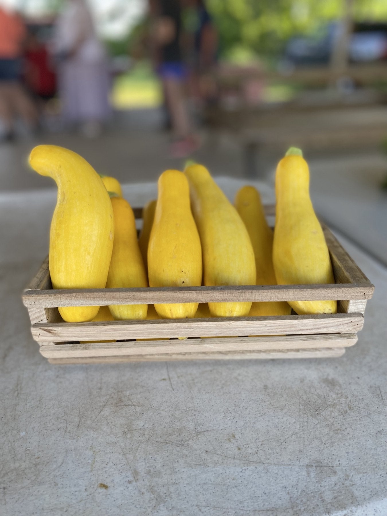 Fresh yellow summer squash on the Buckeye FarmZ market table
