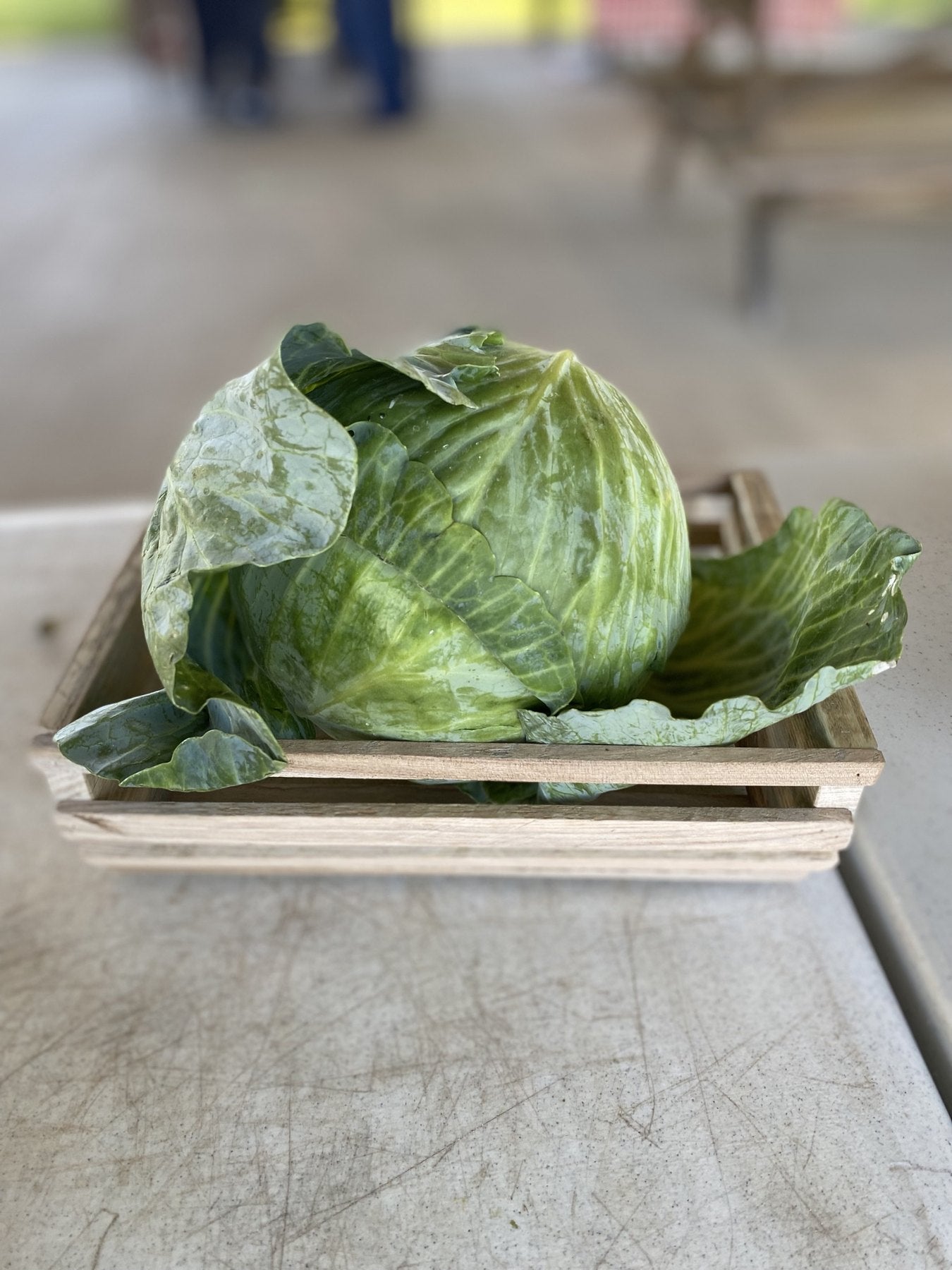 Heads of fresh cabbage on the Buckeye FarmZ market table