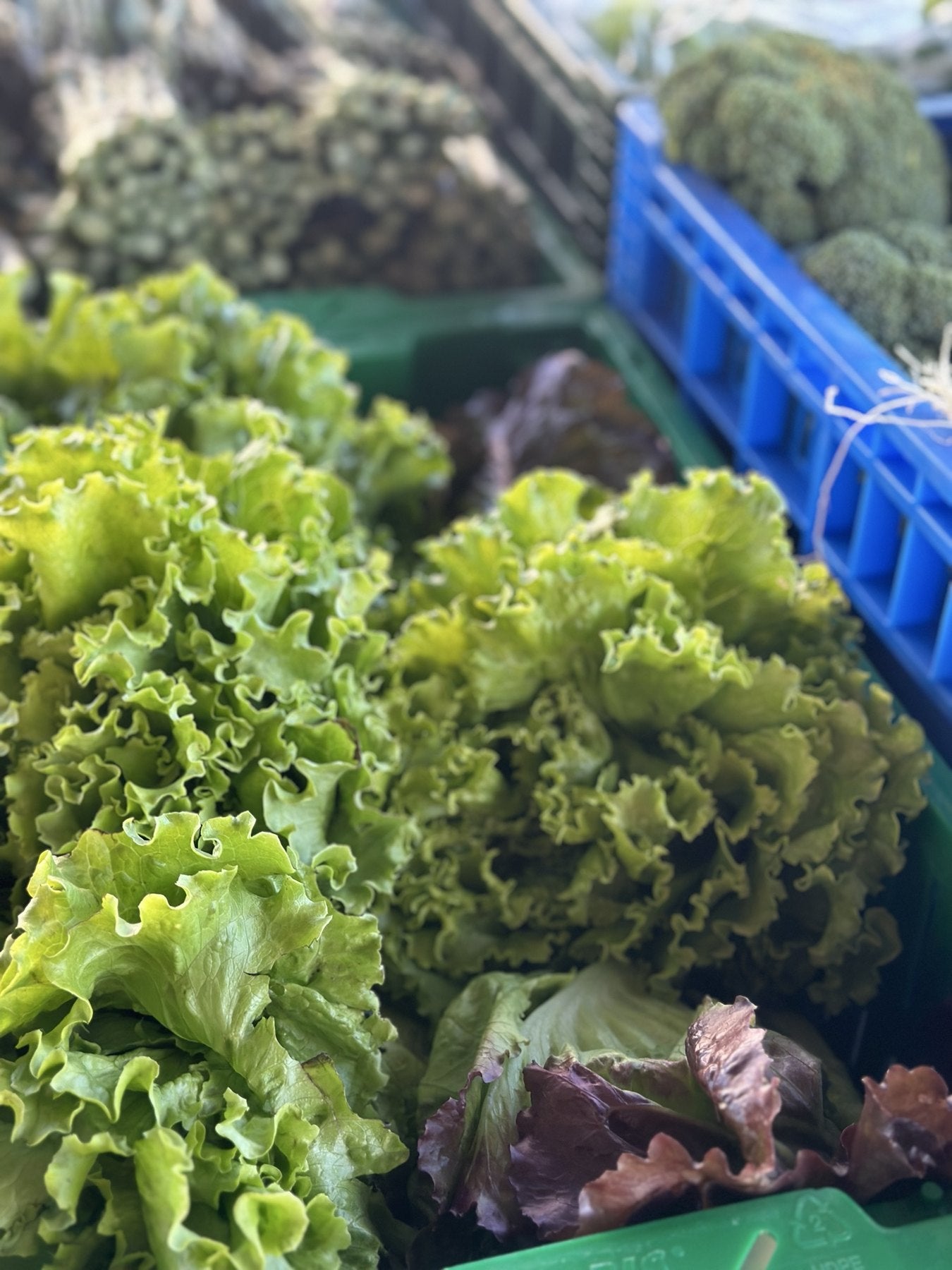 Green and red leaf lettuce at the Buckeye FarmZ market stand