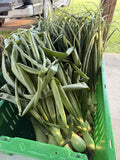 Freshly picked okra pods from the Buckeye FarmZ garden