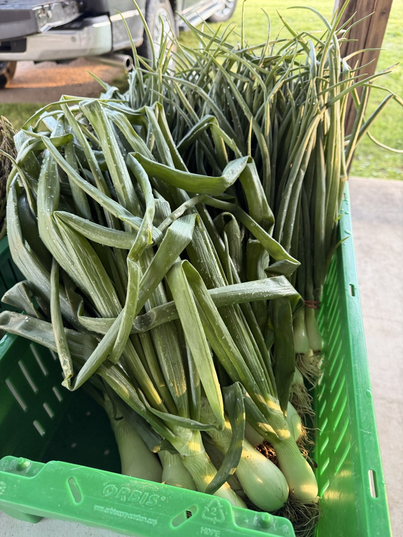 Freshly picked okra pods from the Buckeye FarmZ garden