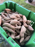 A crate of freshly dug sweet potatoes from Buckeye FarmZ
