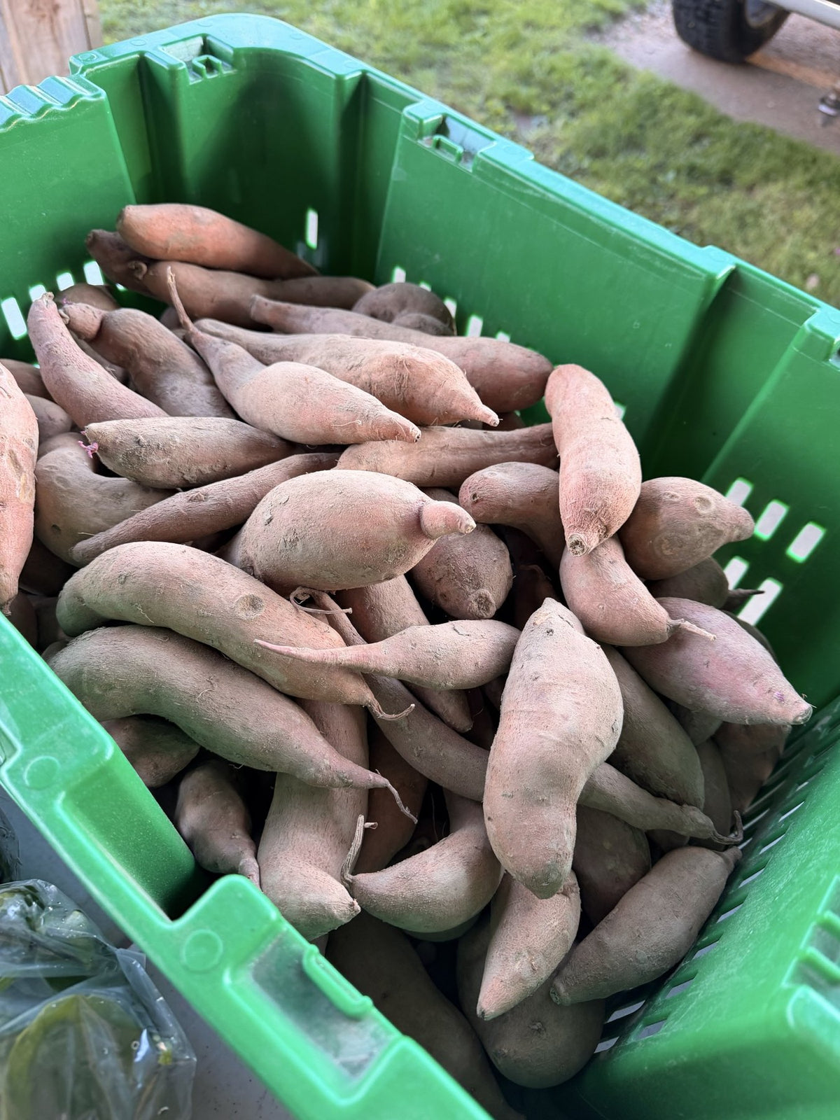 A crate of freshly dug sweet potatoes from Buckeye FarmZ