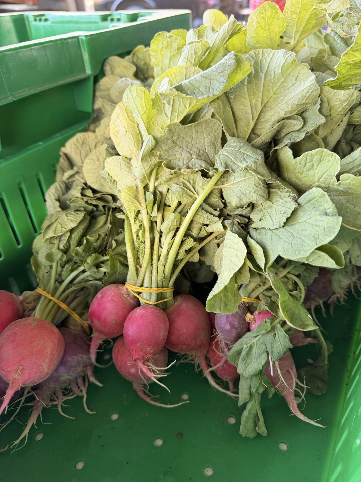 Freshly pulled red radishes with their tops still on, from the Buckeye FarmZ garden