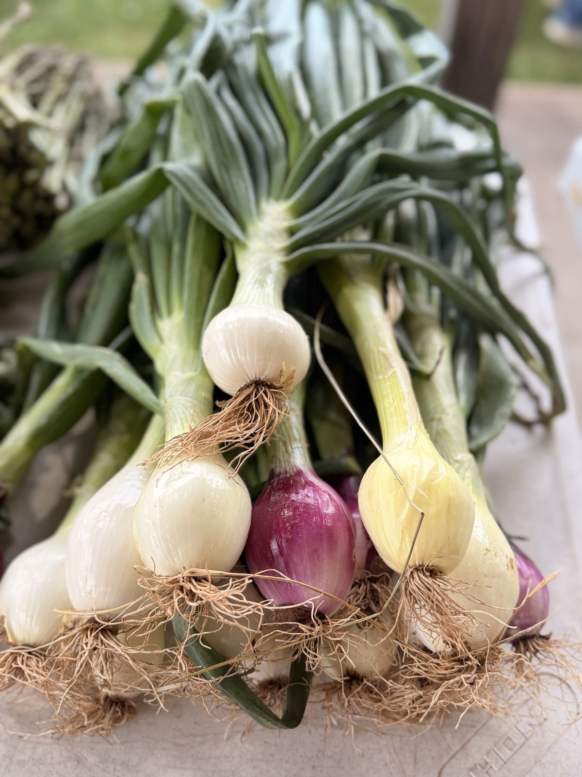 Fresh pulled onions and green onions with roots and tops still on