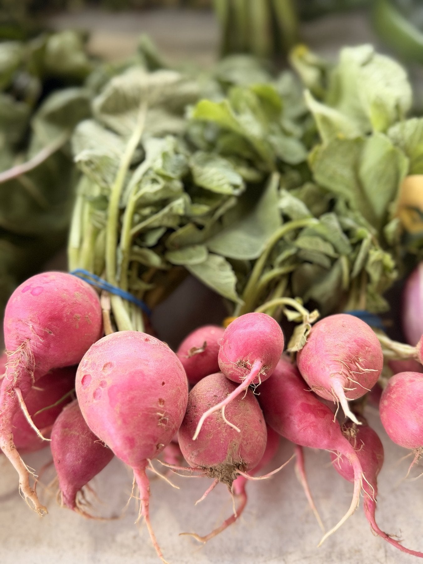 Freshly pulled red radishes with their tops still on, from the Buckeye FarmZ garden