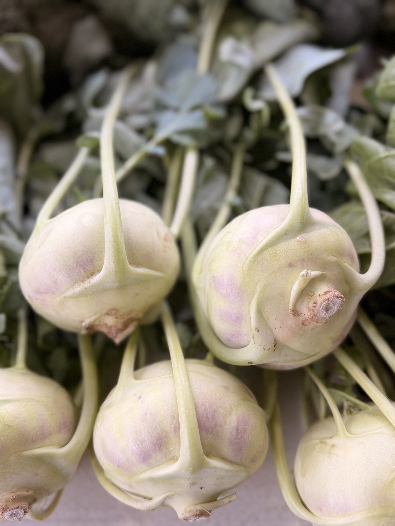 Green and purple kohlrabi bulbs freshly pulled at Buckeye FarmZ