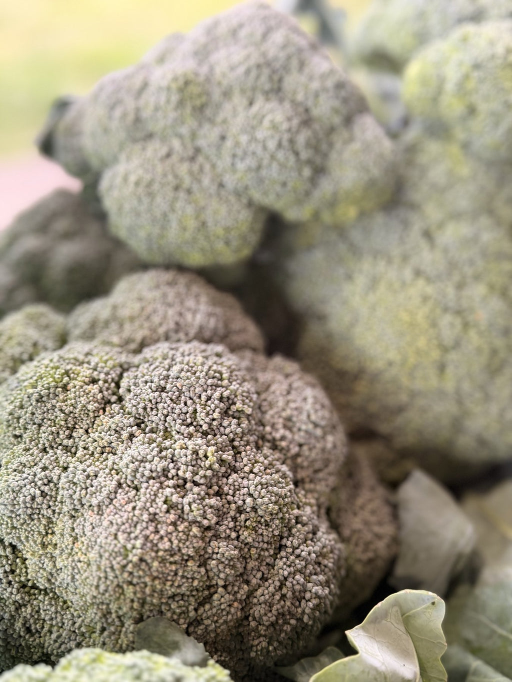 Crowns of fresh cut broccoli in a harvest crate at Buckeye FarmZ