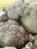 Crowns of fresh cut broccoli in a harvest crate at Buckeye FarmZ