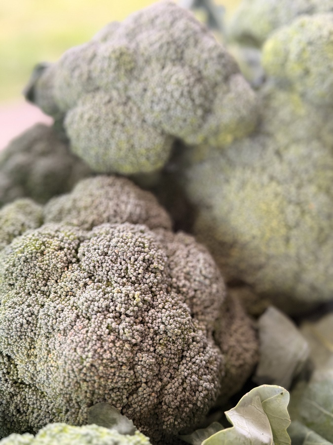 Crowns of fresh cut broccoli in a harvest crate at Buckeye FarmZ