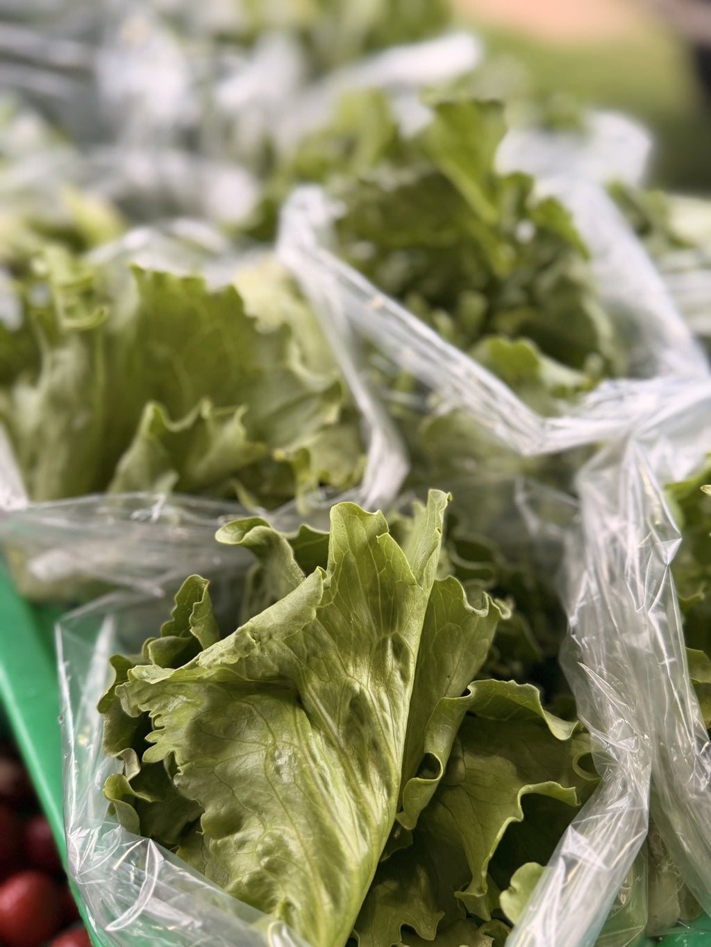 Bagged leaf lettuce cut fresh for the Buckeye FarmZ market stand