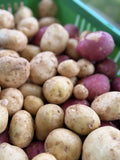 White and red new potatoes dug fresh at Buckeye FarmZ