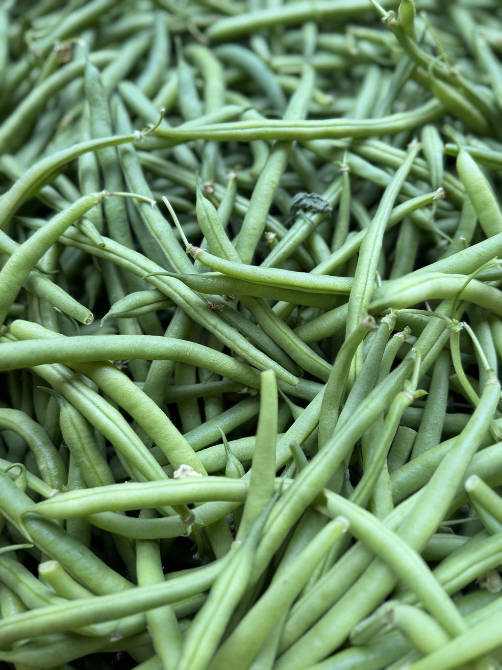 A crate of hand-picked green beans from the Buckeye FarmZ garden