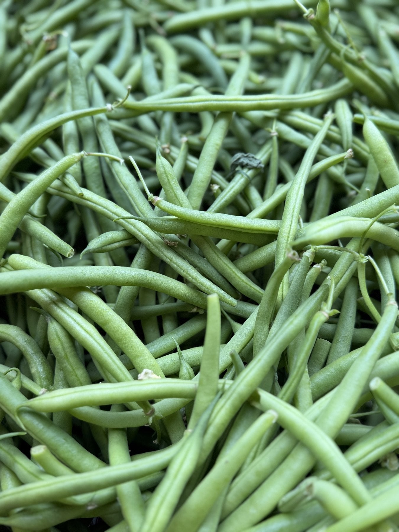A crate of hand-picked green beans from the Buckeye FarmZ garden