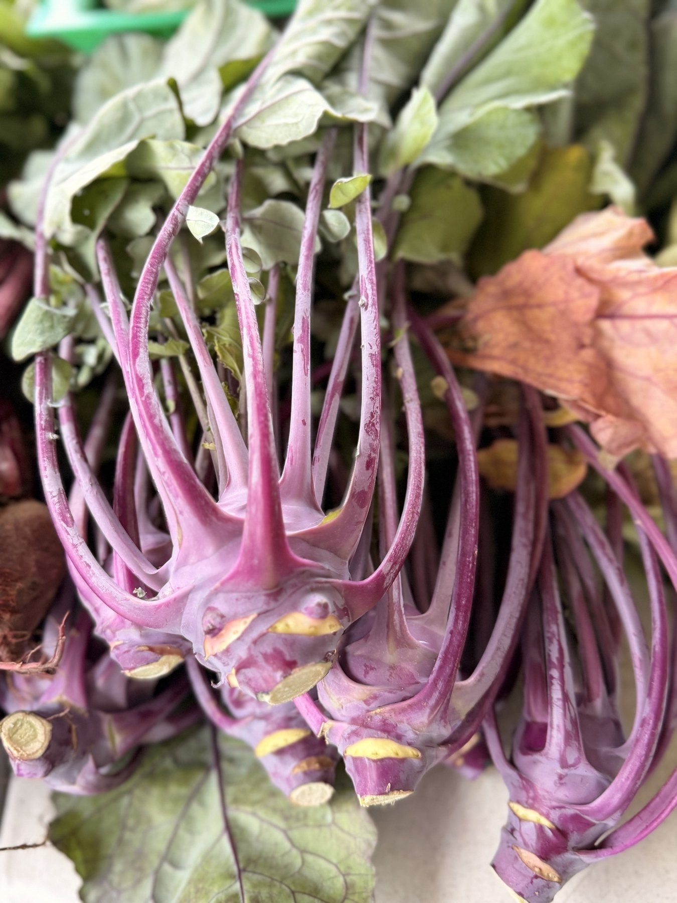 Green and purple kohlrabi bulbs freshly pulled at Buckeye FarmZ