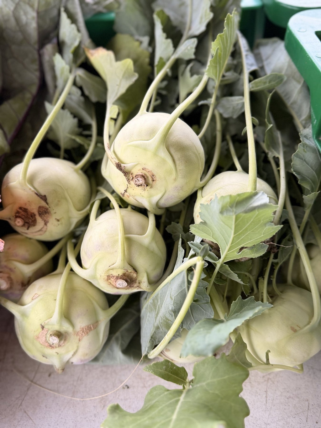 Green and purple kohlrabi bulbs freshly pulled at Buckeye FarmZ