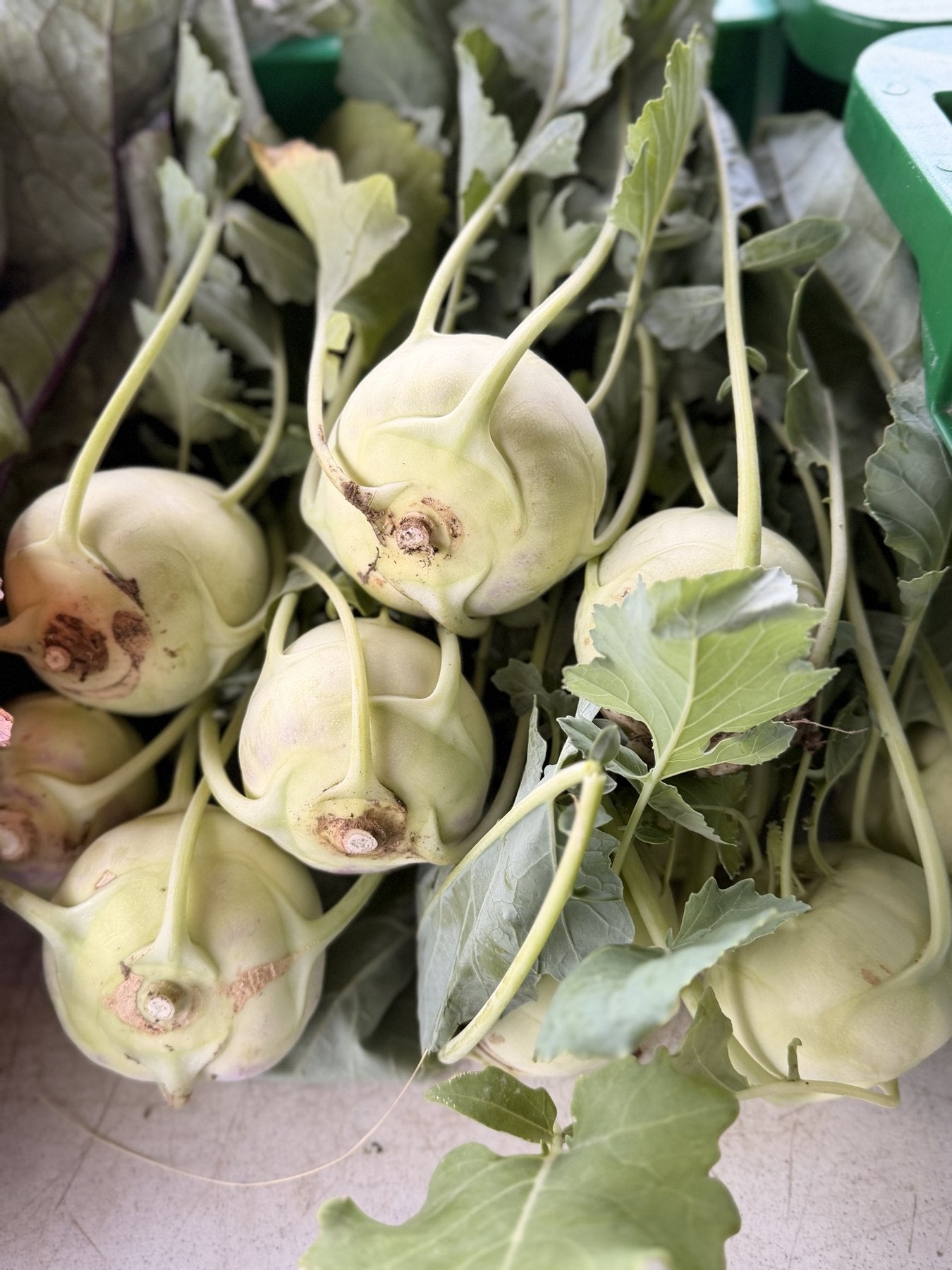 Green and purple kohlrabi bulbs freshly pulled at Buckeye FarmZ