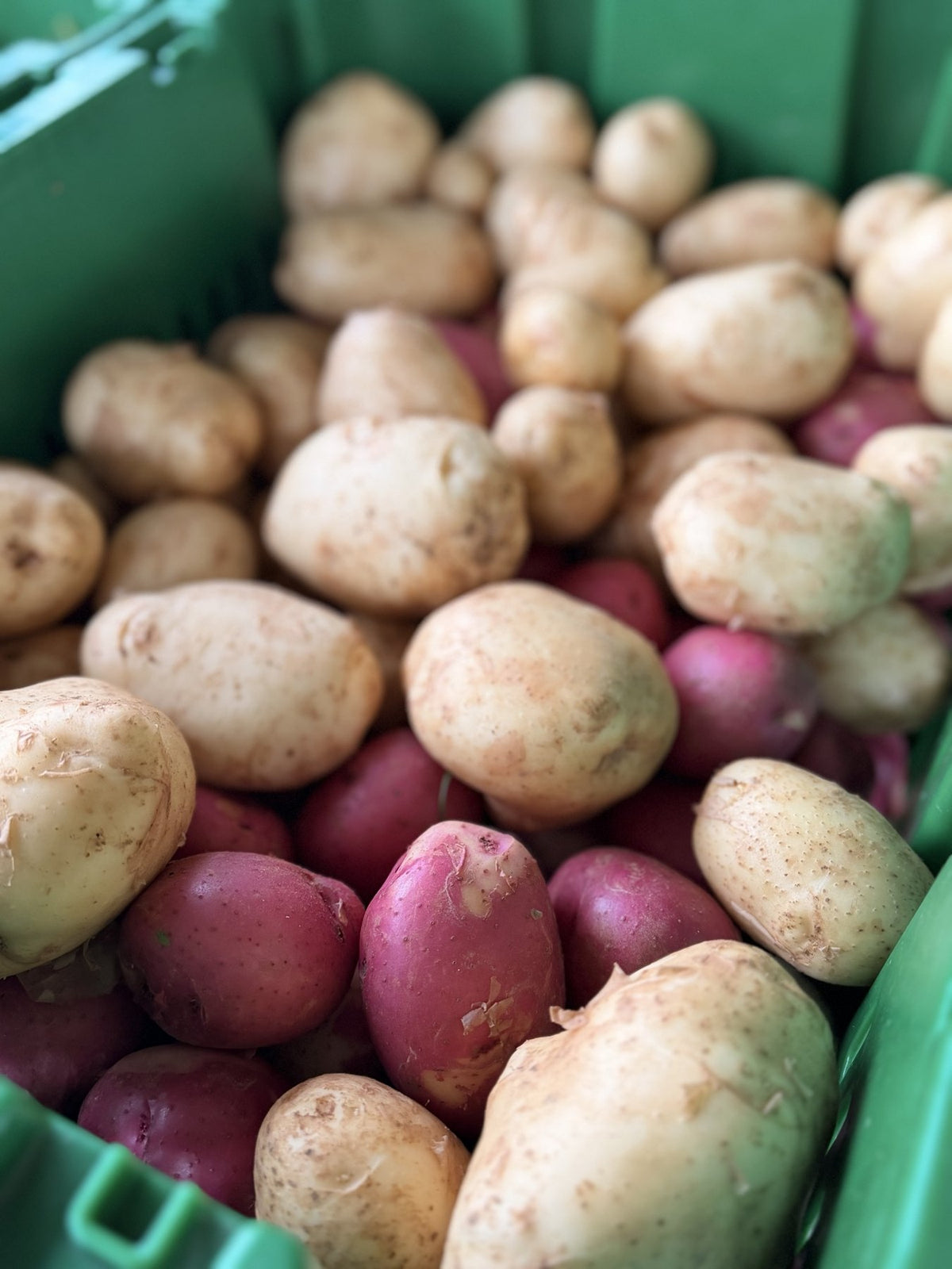 White and red new potatoes dug fresh at Buckeye FarmZ