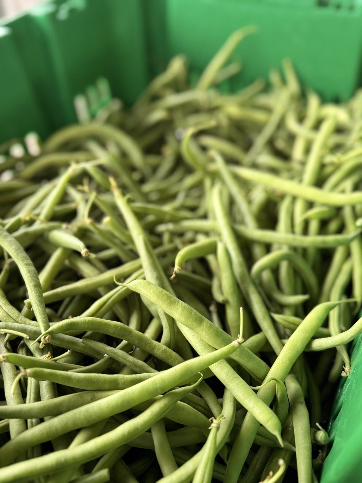 A crate of hand-picked green beans from the Buckeye FarmZ garden