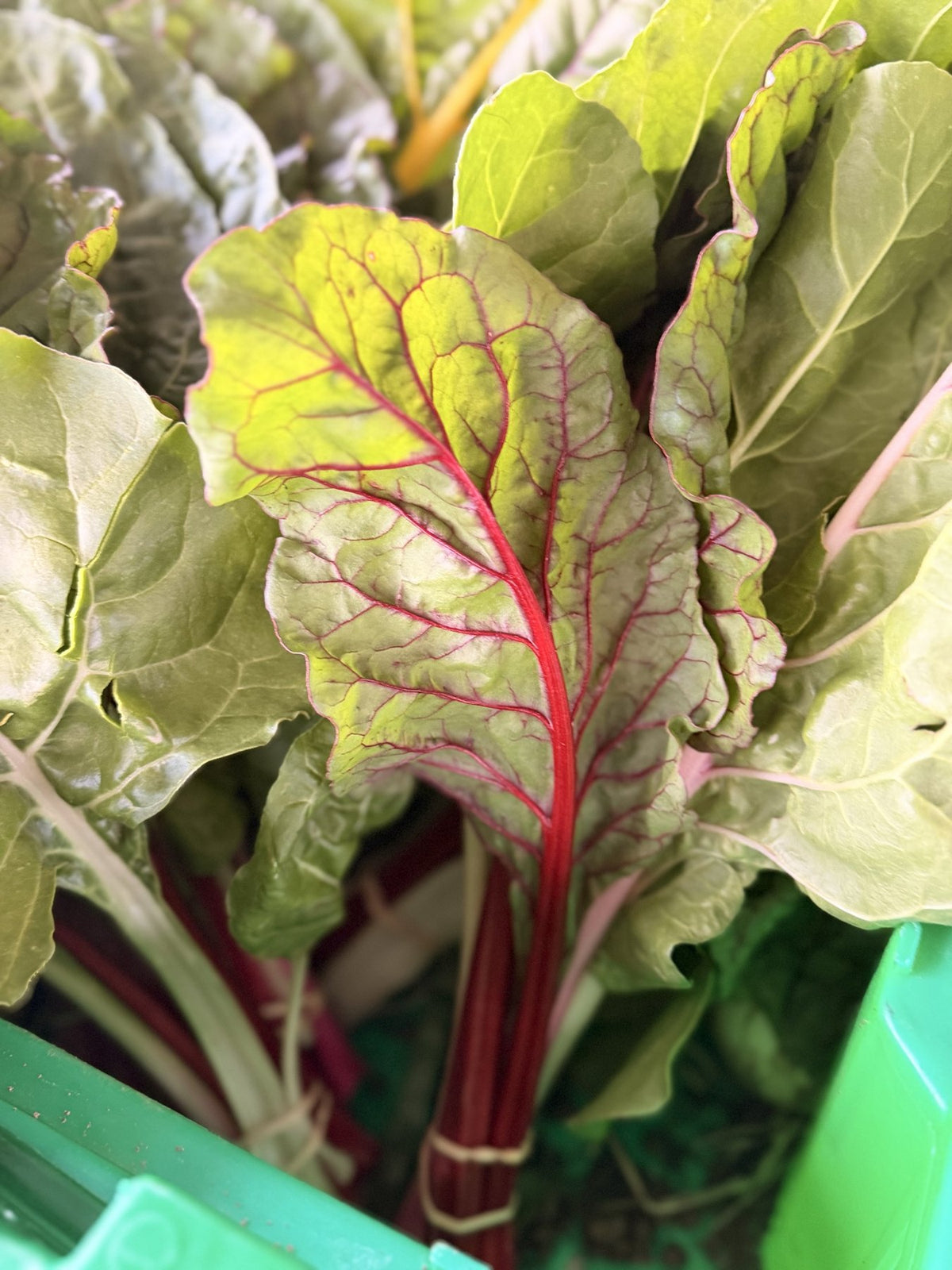 Bunches of rainbow Swiss chard with pink, gold and white stems grown at Buckeye FarmZ