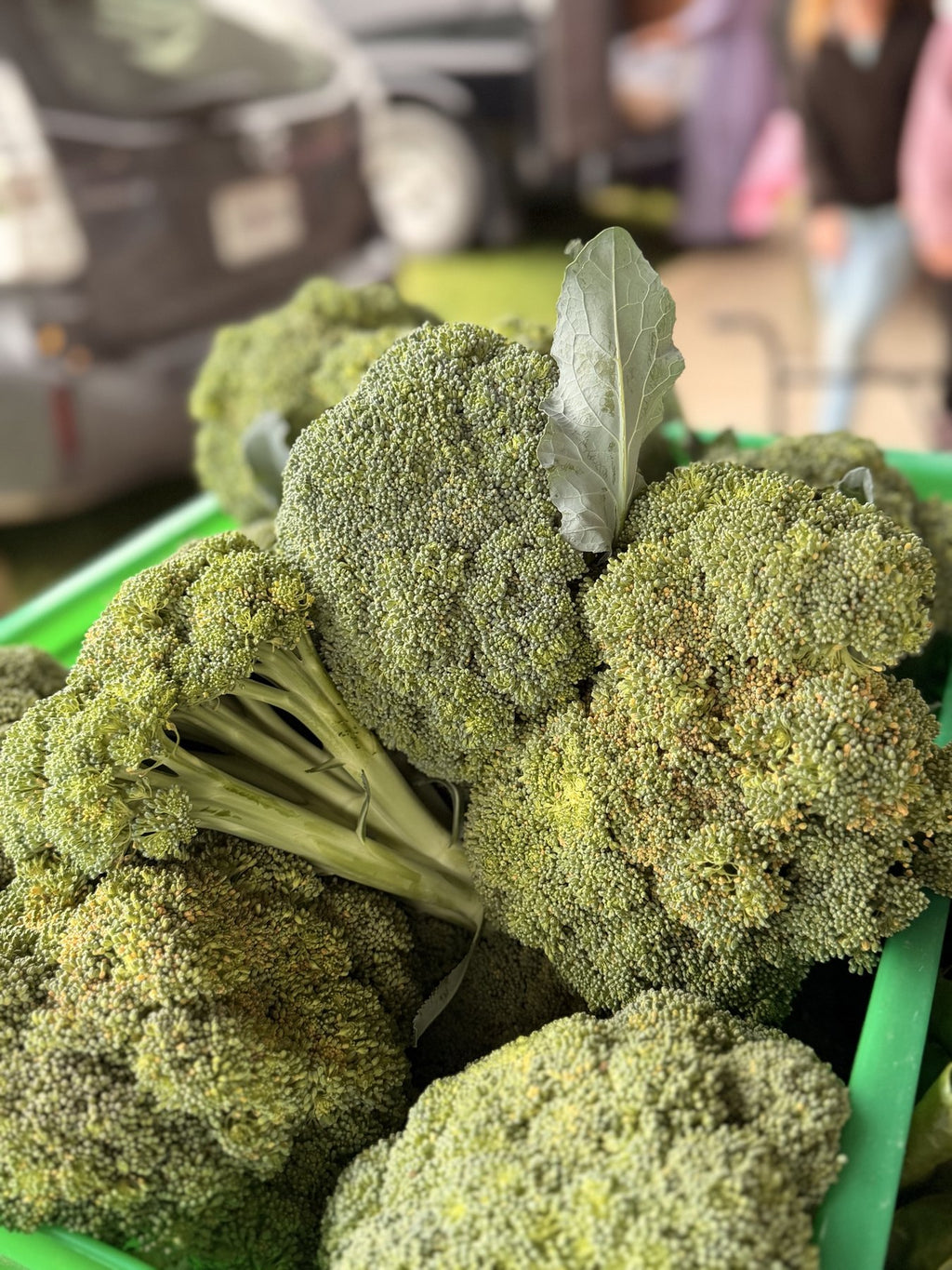 Crowns of fresh cut broccoli in a harvest crate at Buckeye FarmZ