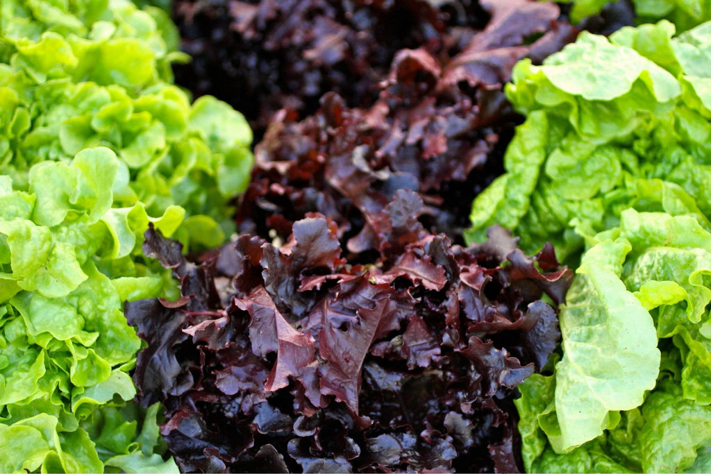 Bagged leaf lettuce cut fresh for the Buckeye FarmZ market stand